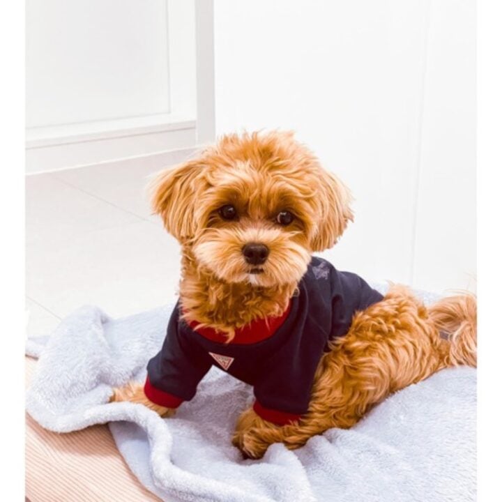 GUESS Dog Star Triangle Tee official worn view